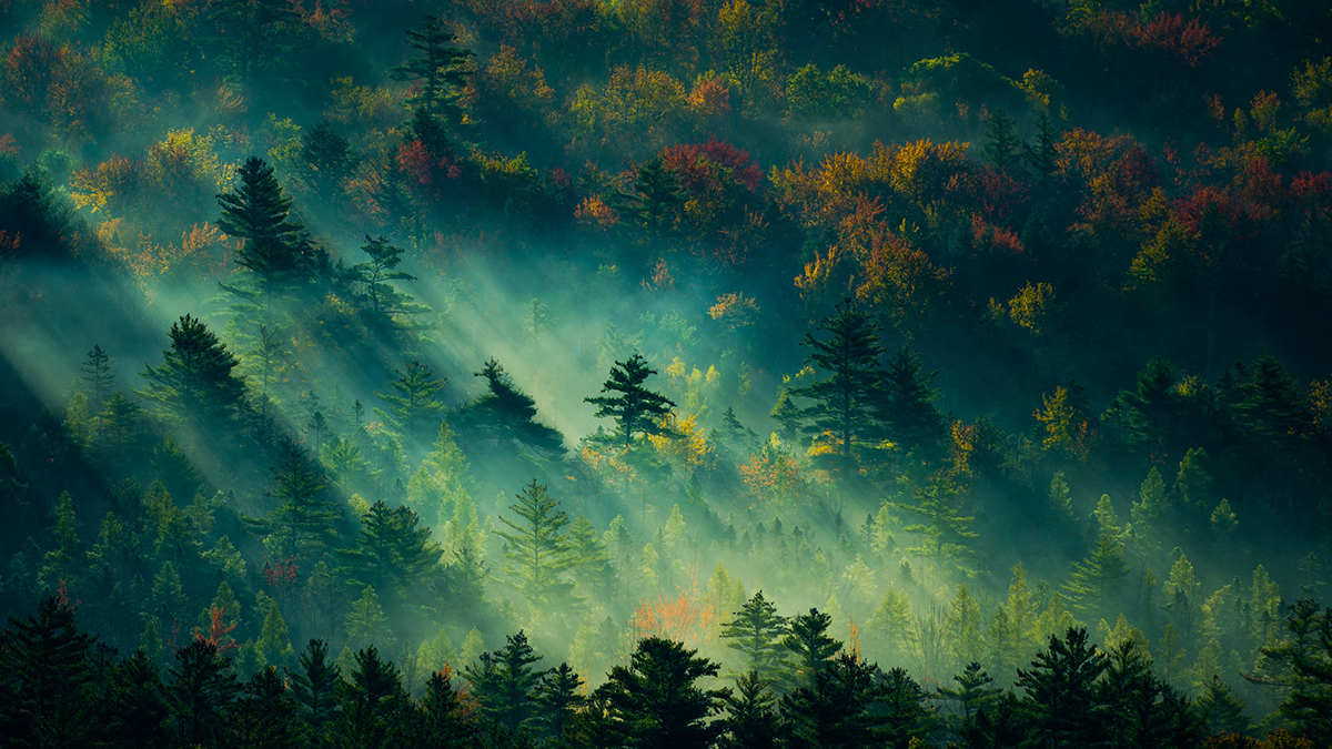 阳光树林森林自然风景4k壁纸3840x2160.jpg