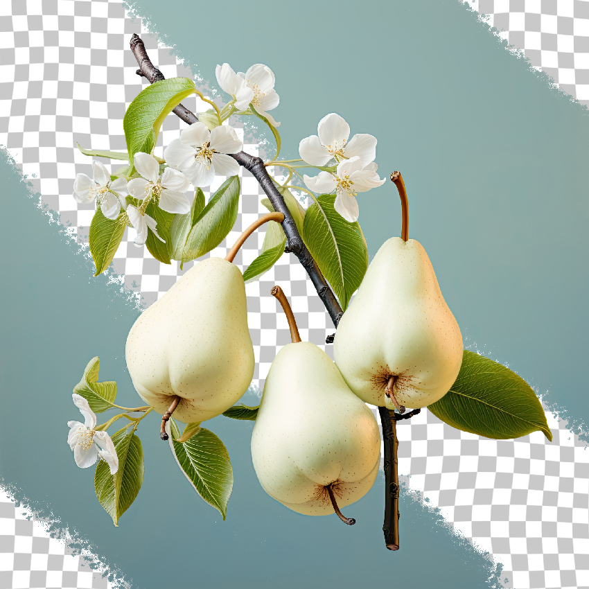 transparent_background_chinese_pear_g_1_2_1.jpg