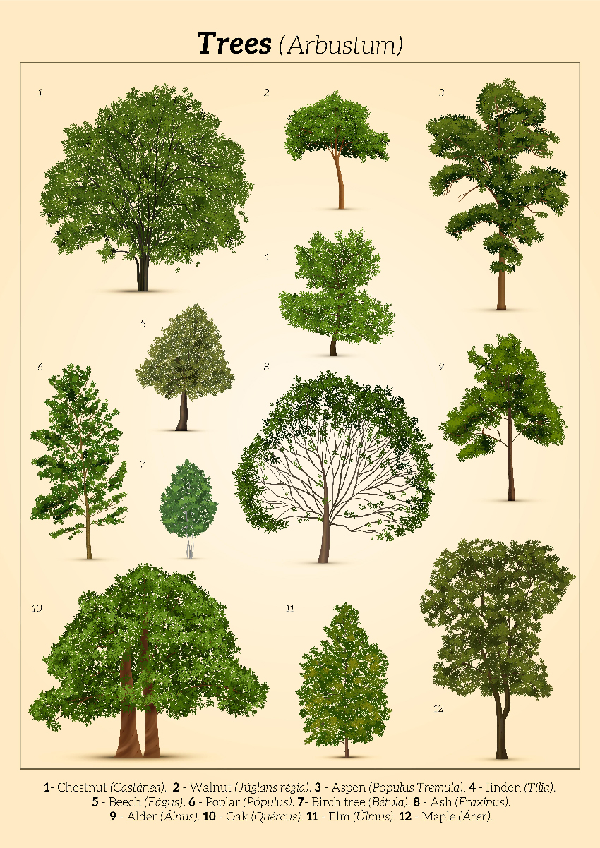 2101.i305.005_realistic_tree_poster.jpg
