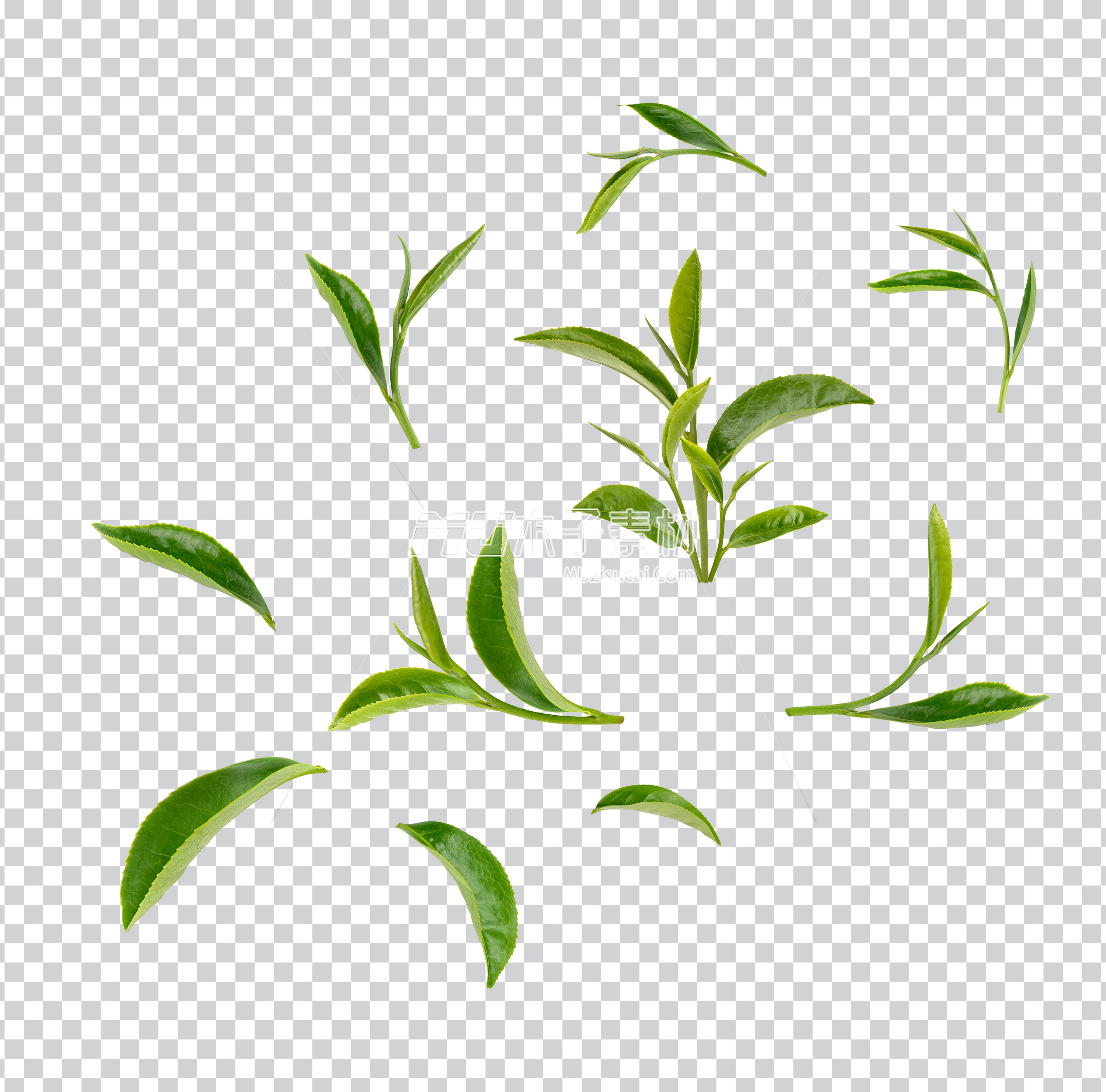 Green_tea_leaf_Premium_PSD_11.jpg