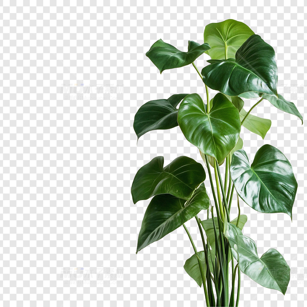 龟背竹绿植素材——自然风尚免扣之选.jpg