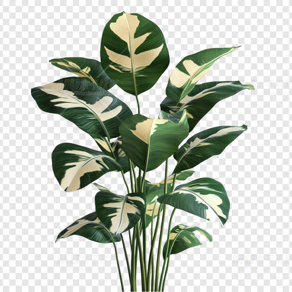 花叶绿植素材——斑斓清新免扣佳品.jpg