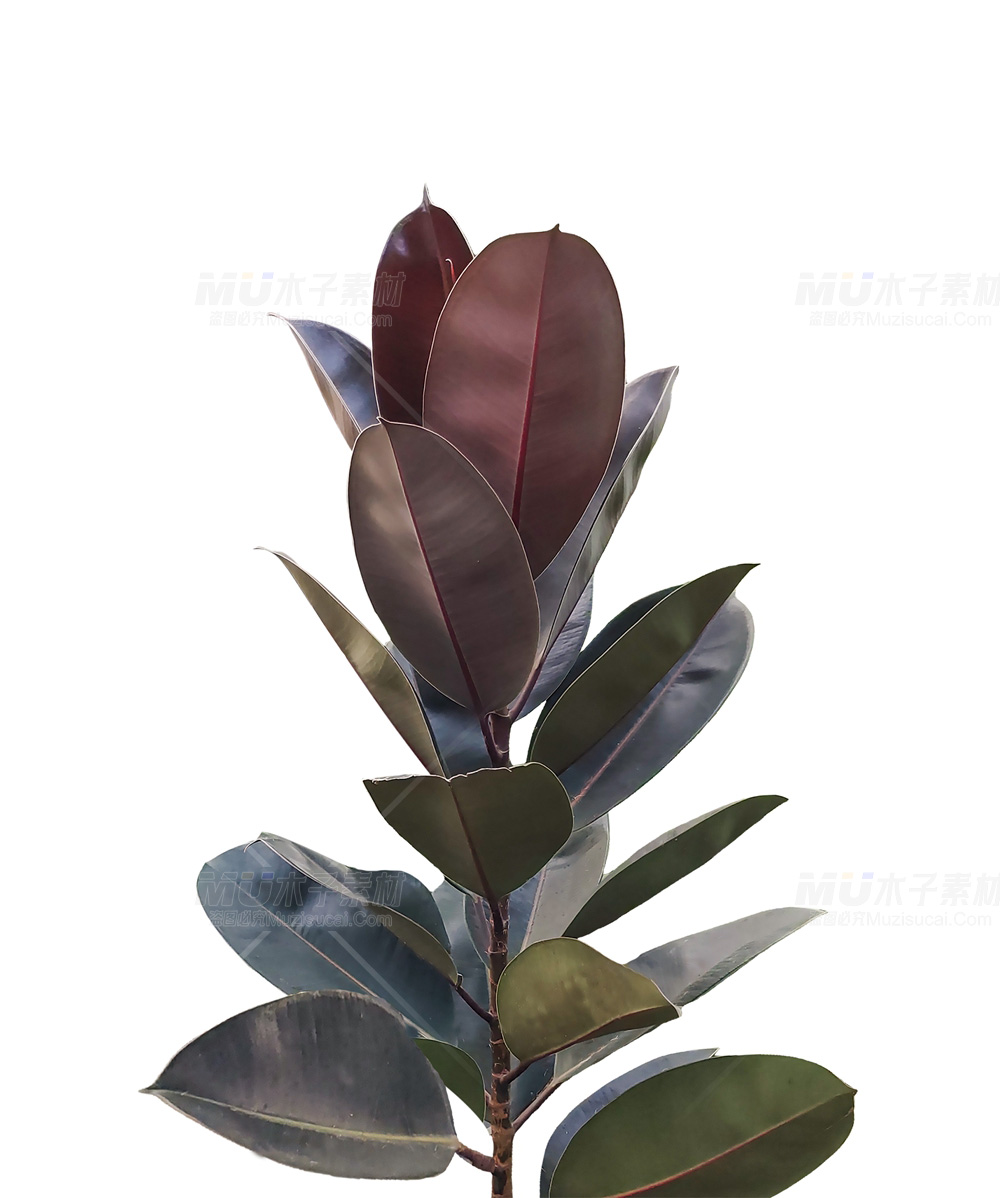典雅黑金刚橡皮树，时尚绿植之选.jpg