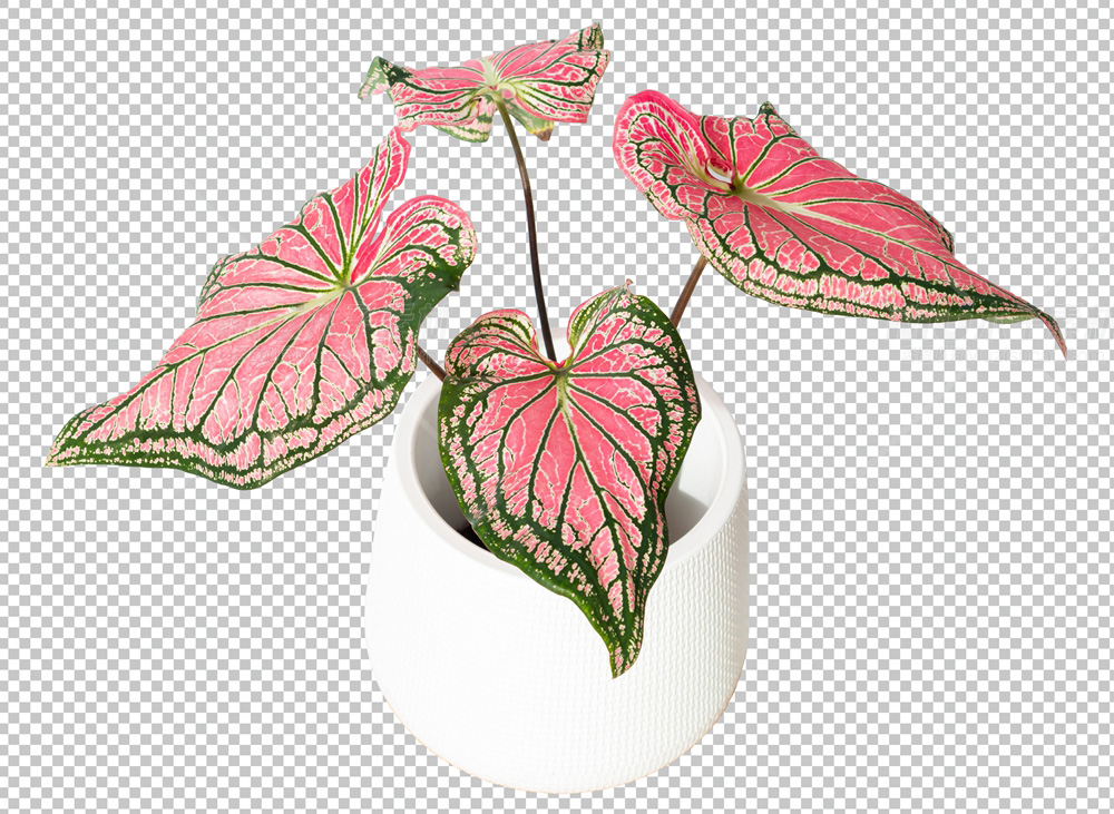 caladium_1.jpg