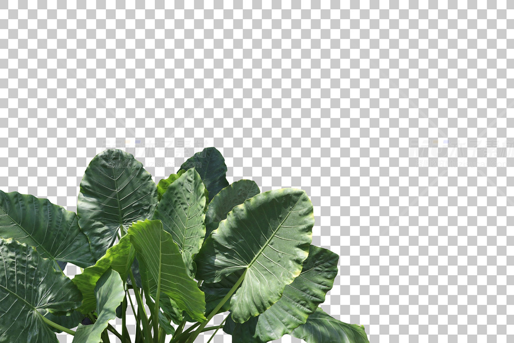 dicut_210319_009.jpg