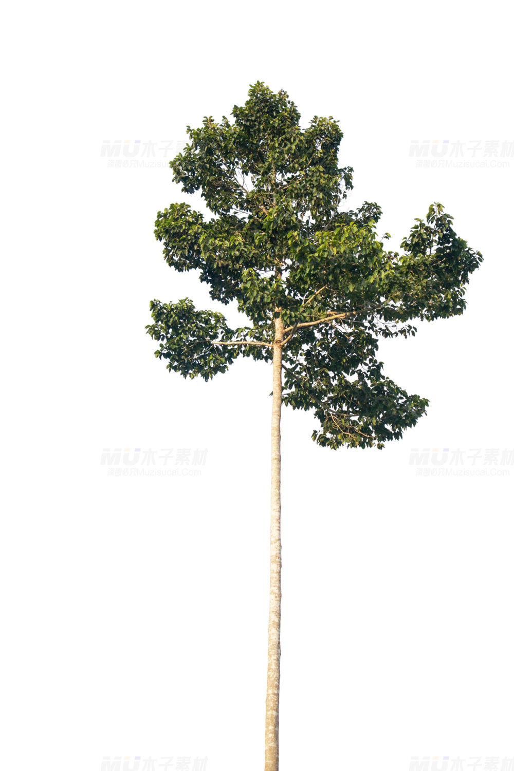 挺拔秀逸免扣树，设计添彩之优选.jpg