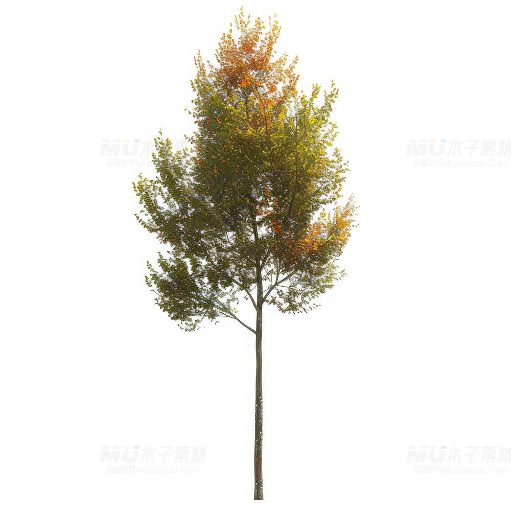 秋韵斑斓免扣树，设计增色之妙品.jpg