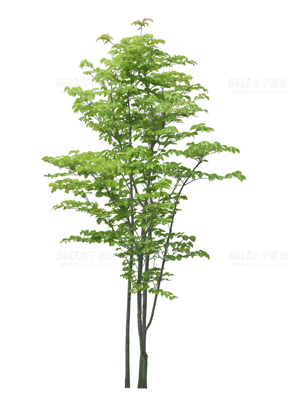 tree003.jpg