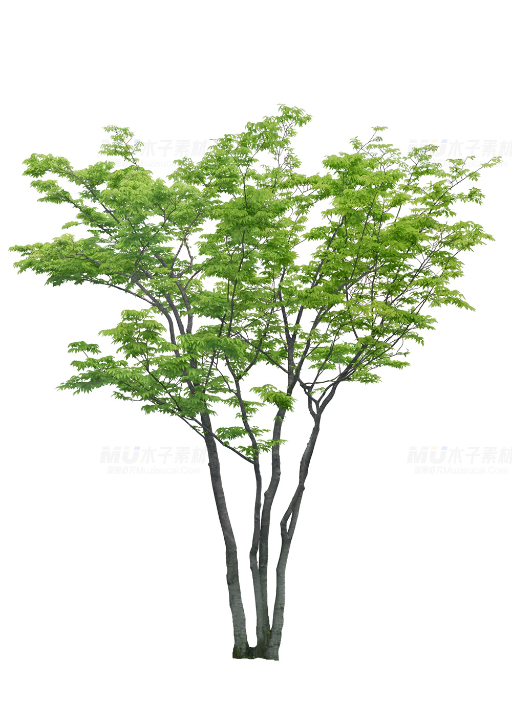tree007.jpg