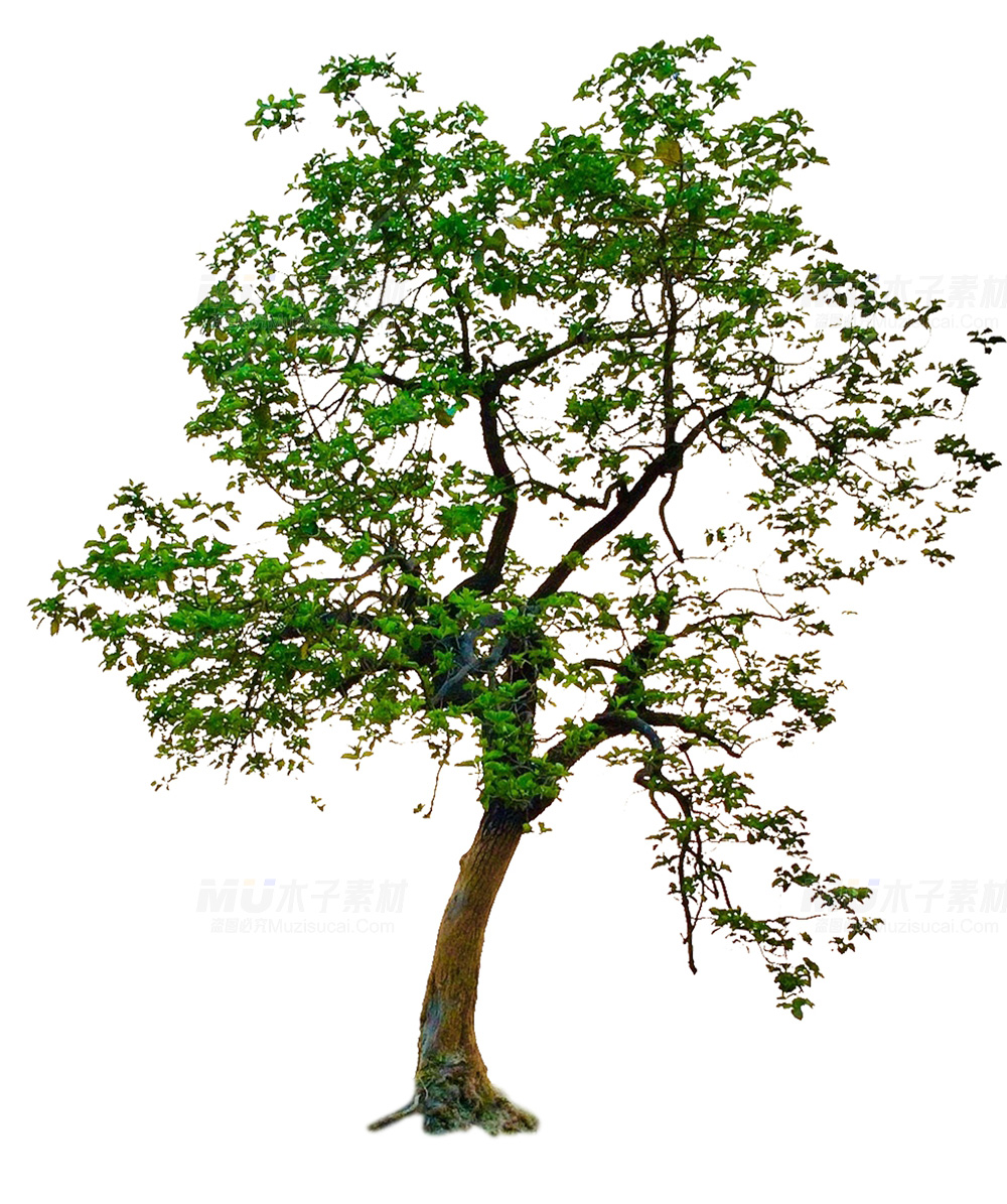 灵动免扣树木元素.jpg