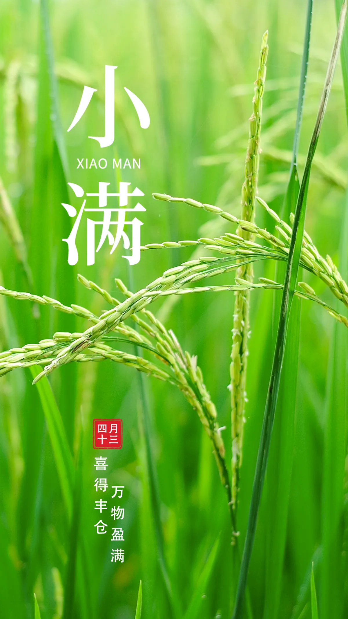 【小满】风吹麦浪，万物初盈，这是夏天最美