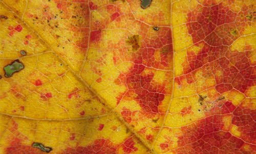 Attractive Leaf Texture