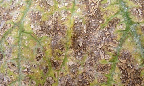 In Grief Leaf Texture