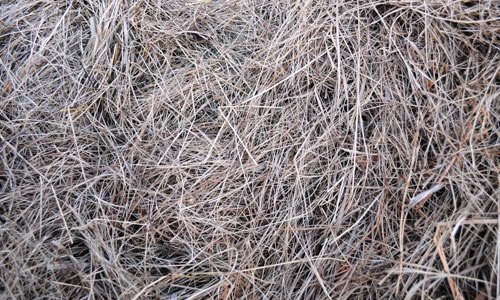 Useful Hay Texture