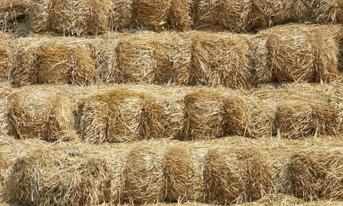 So Free Hay Texture