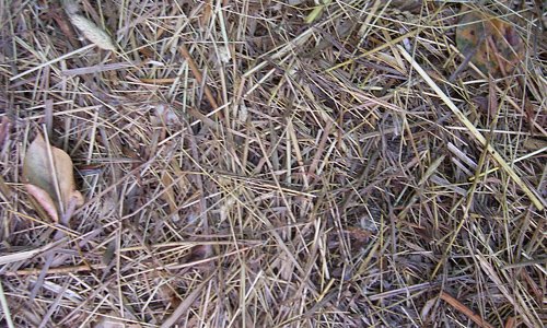 Inspiring Hay Texture