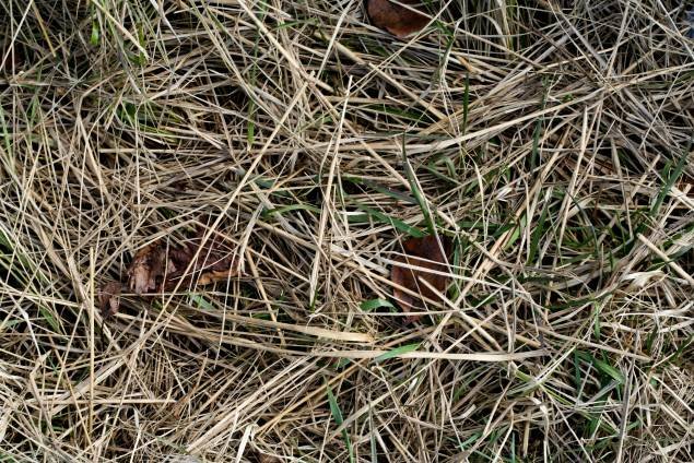 That Gray Hay Texture