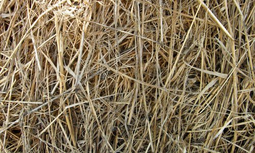 Nice Hay Texture