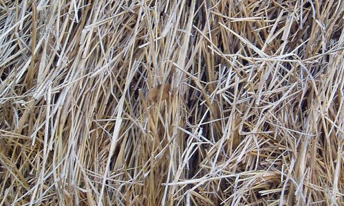 Creative Hay Texture