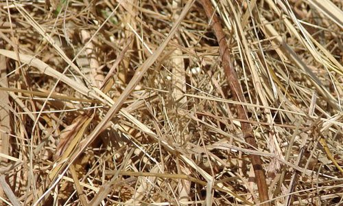 Really Soft Hay Texture