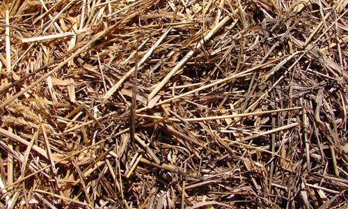Really Nice Hay Texture