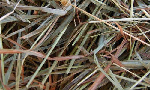 Neatly Taken Hay Texture