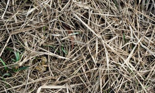 So Natural Hay Texture