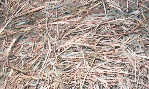 So Natural Hay Texture