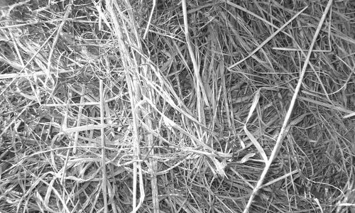 Eye-Catching Hay Texture