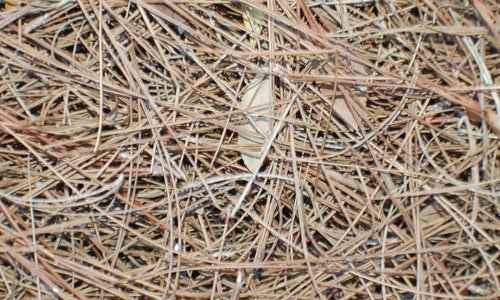 Scattered Hay Texture