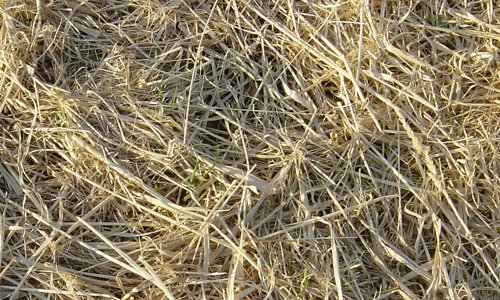 Light Hay Texture