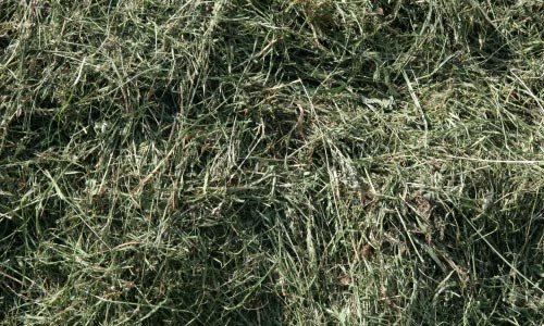 Design Perfect Hay Texture
