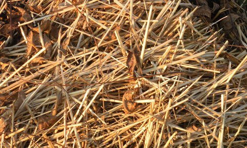 Very Rumpled Straw Texture