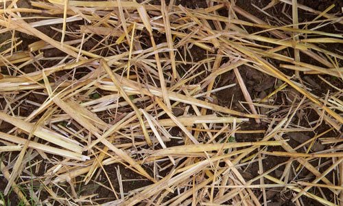 So Nice Straw Texture
